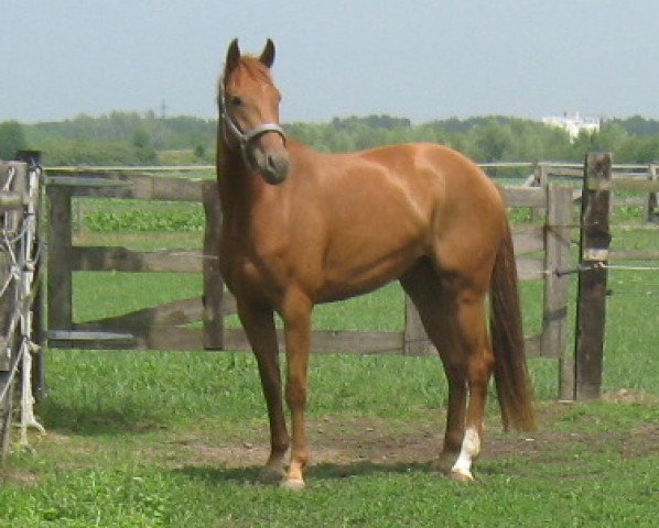 dressage horse Zora MR (Rhinelander, 2008, from Zack)