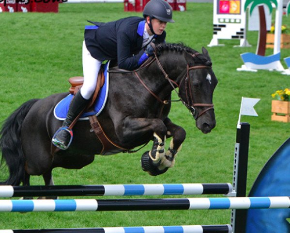 stallion Milord des Chouans (Welsh-Cob (Sek. D), 2000, from Rhon Lyndon)