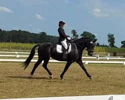 dressage horse Eykur (Sachs-door. Heavy Warmbl., 2010, from Edano I Mo 1454)