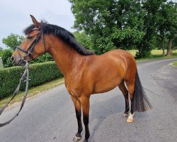 broodmare Mathilda (German Riding Pony, 2019, from Kastanienhof Manhattan)