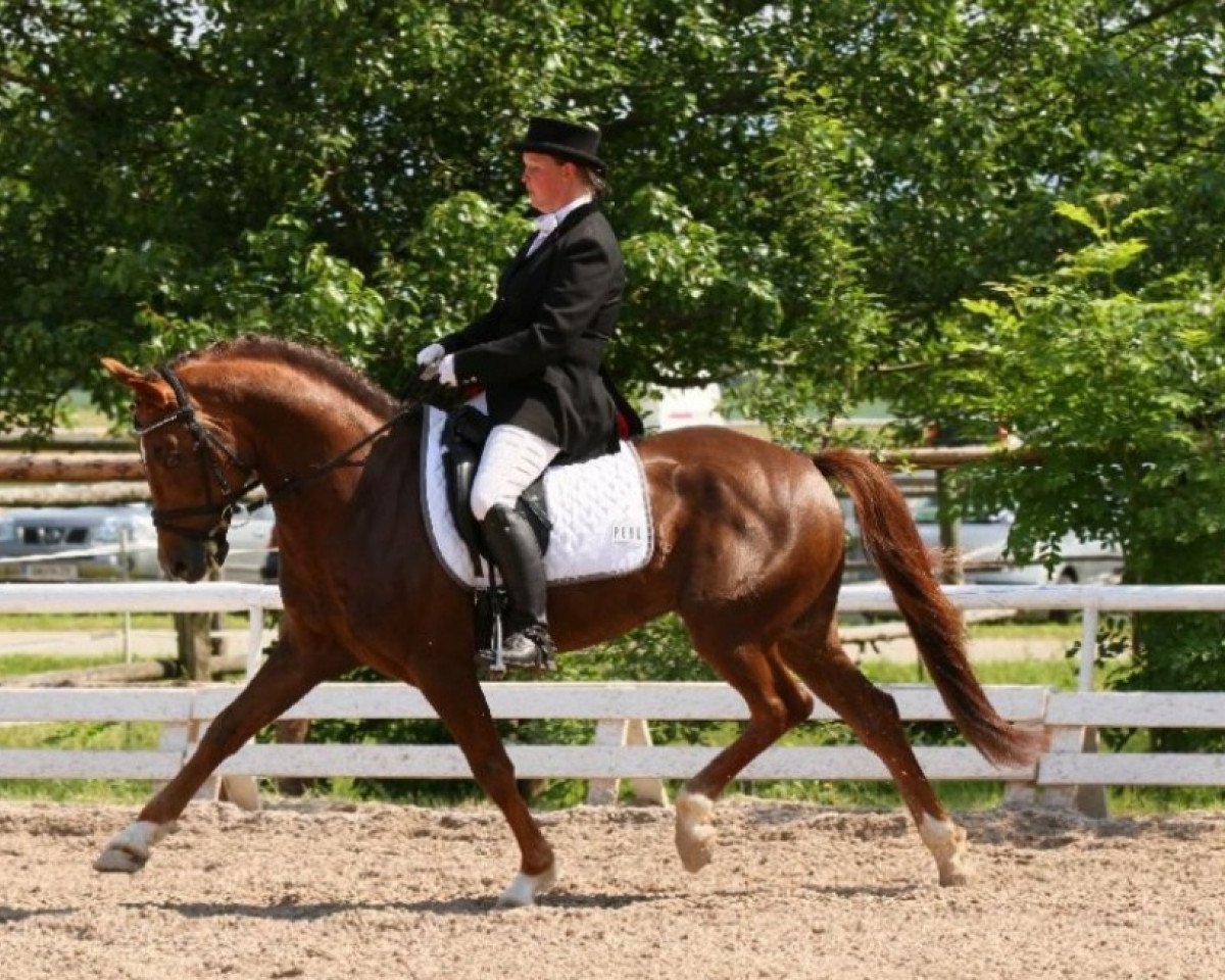 stallion Sakolei Imagic (New Forest Pony, 2000, from Carlo)