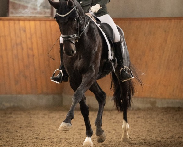 dressage horse Talina 26 (Hanoverian, 2016, from Talismann 93)