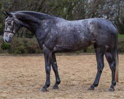 horse Coco Jolie (Hanoverian, 2019, from Colman)