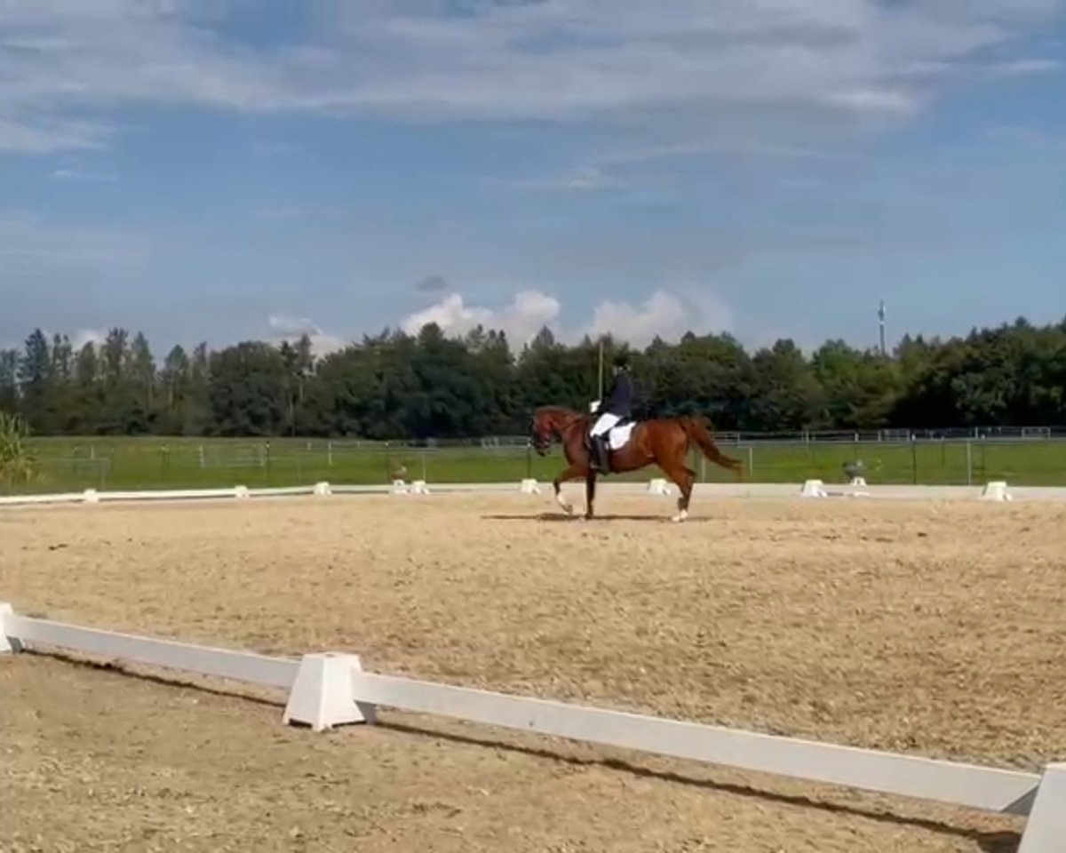 dressage horse All in One (New Forest Pony, 2011, from Sakolei Imagic)