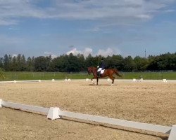 dressage horse All in One (New Forest Pony, 2011, from Sakolei Imagic)