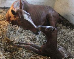 broodmare Duchesse (Hanoverian, 1993, from Derwisch)