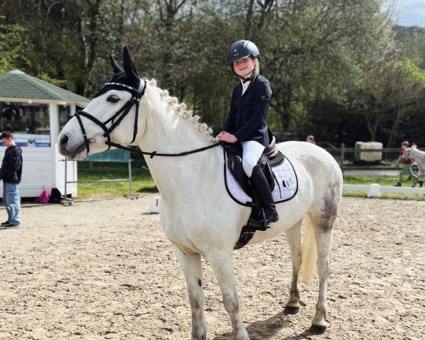 dressage horse Aillie Rose (unknown, 2012)