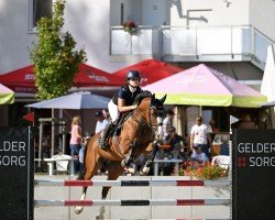 jumper Balinka B'lou (German Warmblood, 2012, from Balboa 8)