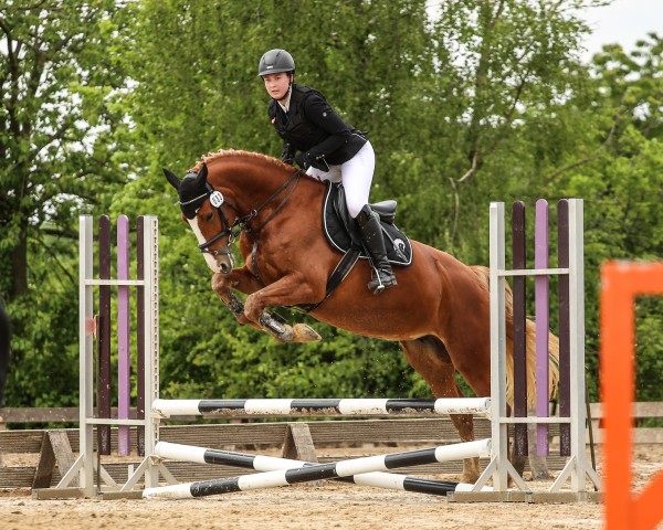 jumper Ronda THC (anglo european sporthorse, 2017, from Neos 2)