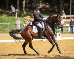 dressage horse Segundo Milagro (Oldenburg, 2013, from Sir Donnerhall I)