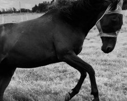 horse Maybe Chic (Irish Sport Horse, 2015, from Mahler xx)