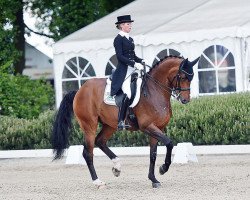 dressage horse Sam's Ass (Hanoverian, 2007, from Samarant)