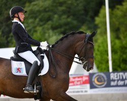 dressage horse Andiamo 261 (Trakehner, 2012, from Heuberger TSF)