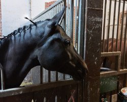 Zuchtstute Glamour Girl 17 (Deutsches Reitpony, 2013, von Dance Star AT)