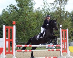 dressage horse Le Noir 42 (German Riding Pony, 2006, from Lemberg)