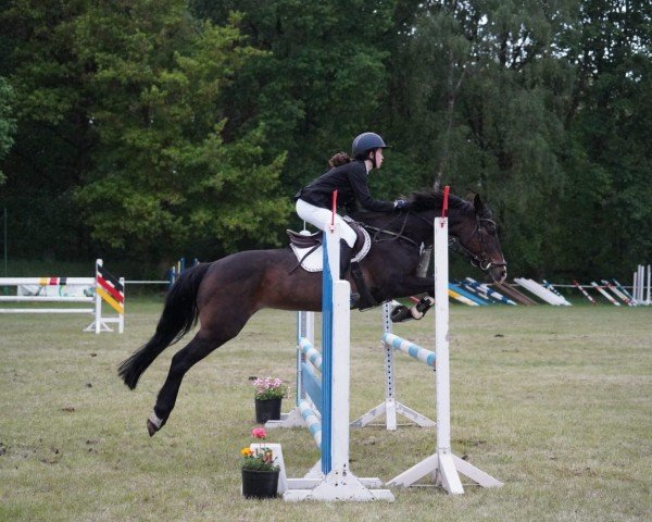 jumper Luna 1802 (German Riding Pony, 2007, from Auheim's Maximus)