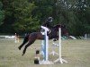 jumper Luna 1802 (German Riding Pony, 2007, from Auheim's Maximus)