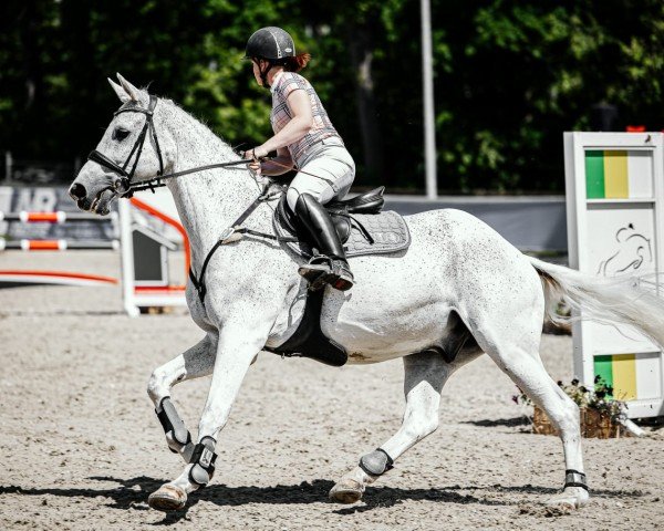 Springpferd Carlo (Deutsches Sportpferd, 2009, von Carpalo)