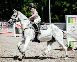 jumper Carlo (German Sport Horse, 2009, from Carpalo)