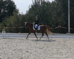 broodmare Minerva Donna Bella (German Riding Pony, 2008, from Donauwind)