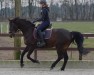 dressage horse Paolo H (Westphalian, 2008, from Pascavello)