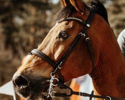 jumper Inliner 2 (Hanoverian, 2007, from Iberio)