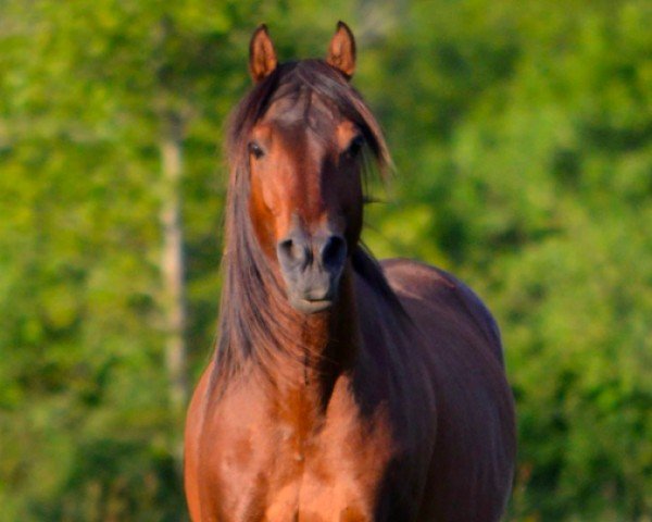 stallion Mnemeth d'Hanta Yo (unknown, 2000)
