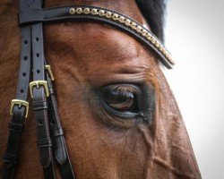 broodmare Askacolle Z (Zangersheide riding horse, 2007, from Asca Z)