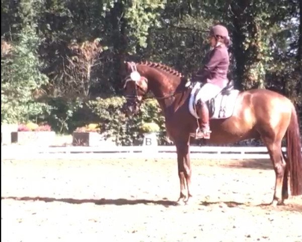 dressage horse Quibeck 4 (Hanoverian, 2014, from Quaterhall)