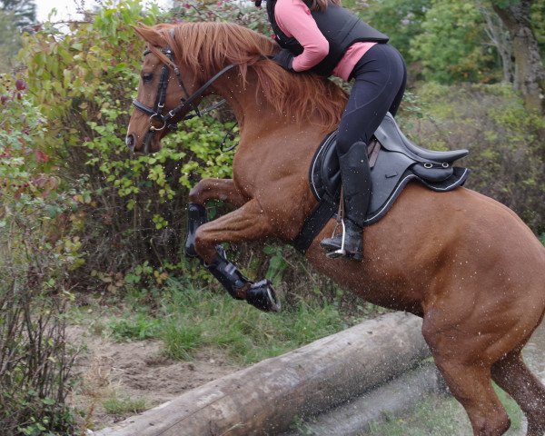 dressage horse R-Zwo-D-Zwo El Rat 2010 ox (Arabian thoroughbred, 2010, from Damaskus ox)