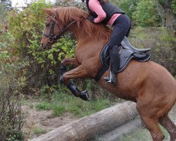 dressage horse R-Zwo-D-Zwo El Rat 2010 ox (Arabian thoroughbred, 2010, from Damaskus ox)