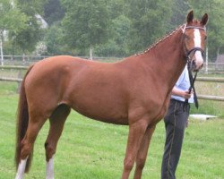 broodmare Cantara P (Hanoverian, 2002, from Cordoba)