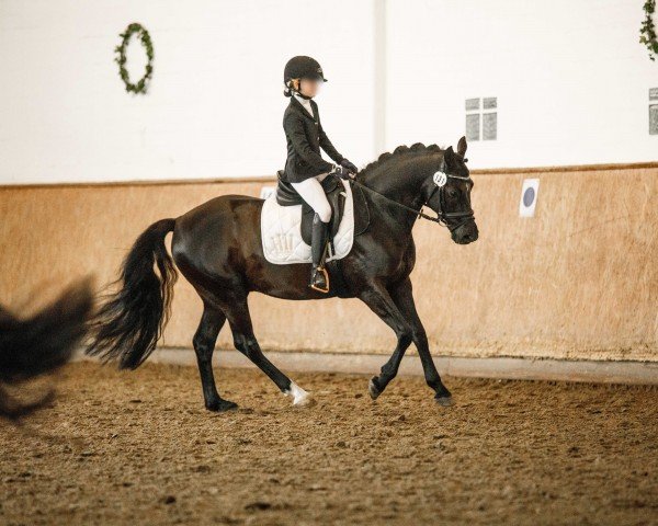 horse King in Black D (German Riding Pony, 2018, from King Bjuti)