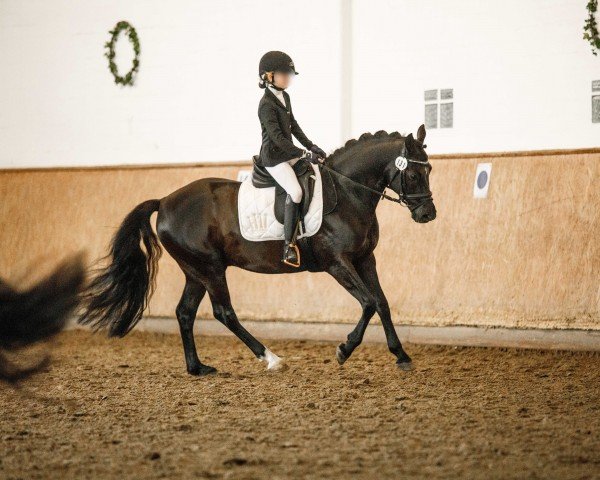 dressage horse King in Black D (German Riding Pony, 2018, from King Bjuti)