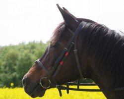 broodmare Fay ox (Arabian thoroughbred, 1992, from Proszek ox)