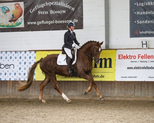 dressage horse Foxrock 3 (Oldenburg, 2018, from Foundation 2)