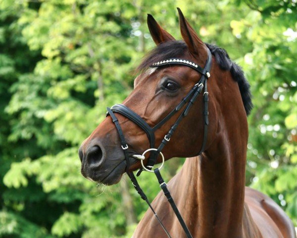 broodmare Daily Pleasure (Westphalian, 2015, from Daily Motion)