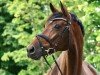 broodmare Daily Pleasure (Westphalian, 2015, from Daily Motion)