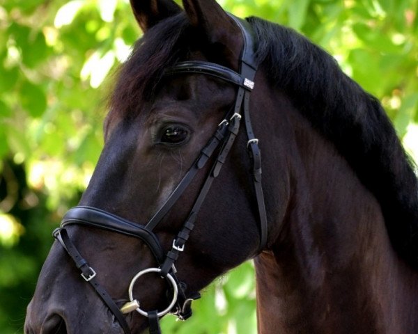horse Derrick 120 (Pinto, 2013, from Bontfire)
