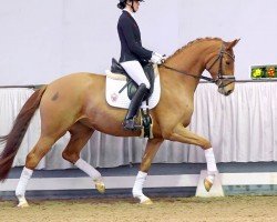 dressage horse Fairytale (Westphalian, 2017, from For Final)