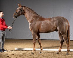 dressage horse Emoji (Westphalian, 2018, from Ehrenstolz)