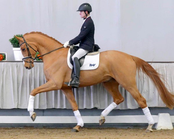 dressage horse Friedemann (Hanoverian, 2017, from Finnigan)