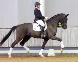 dressage horse Fabergé (Westphalian, 2017, from Fürst Romancier)