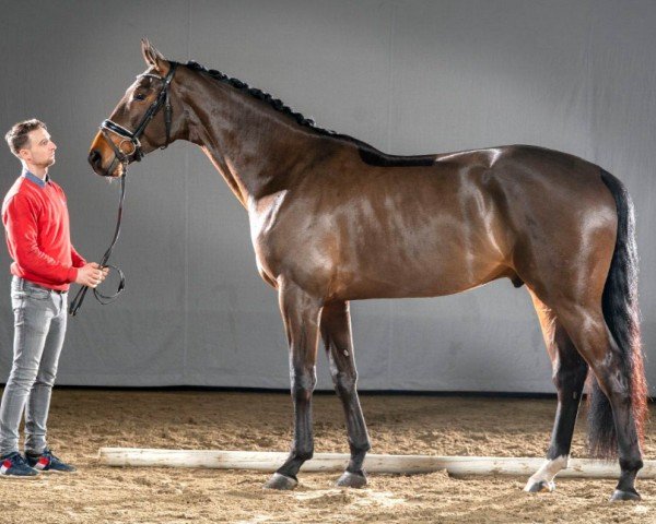 dressage horse Valentino (Oldenburg, 2017, from Vilancio)