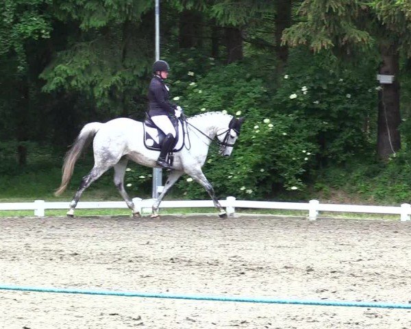 Reitturnier Kellinghusen 2024