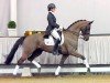 horse Bezaubernde Jeannie 4 (Austrian Warmblood, 2011, from Boston)