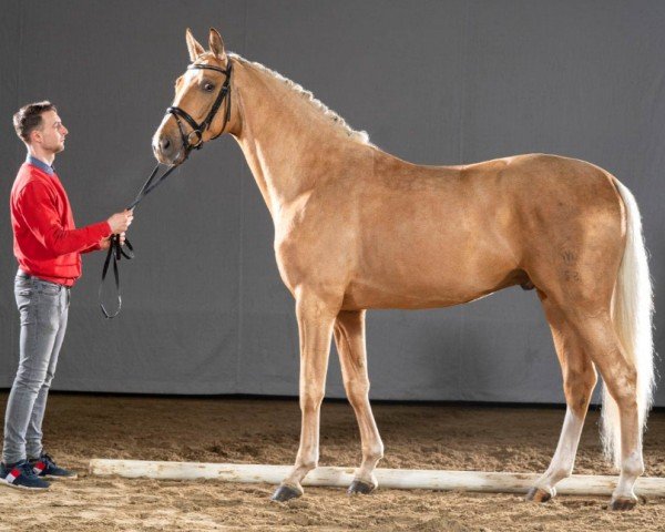 dressage horse Quatero (Westphalian, 2018, from Qaside Md)