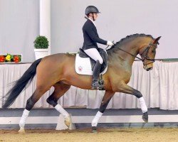 dressage horse Skywalker 97 (Westphalian, 2018, from Secret)