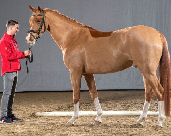 dressage horse Quimiflor (German Sport Horse, 2016, from Quaterback)