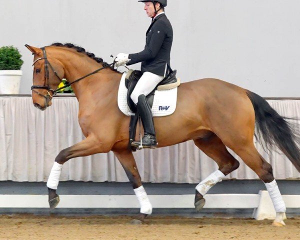 dressage horse Leclerc 4 (Westphalian, 2017, from Lissaro)